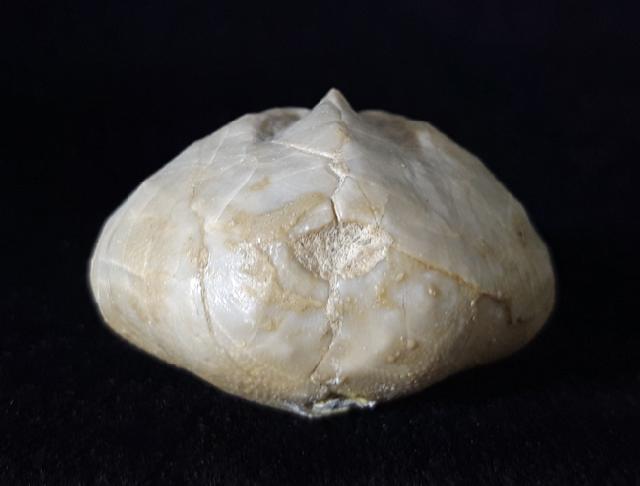 Linthia vilanovae (COTTEAU 1889) - Bild © FossNet FossilienStore